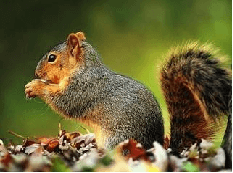 Pelo di scoiattolo per pennello da trucco