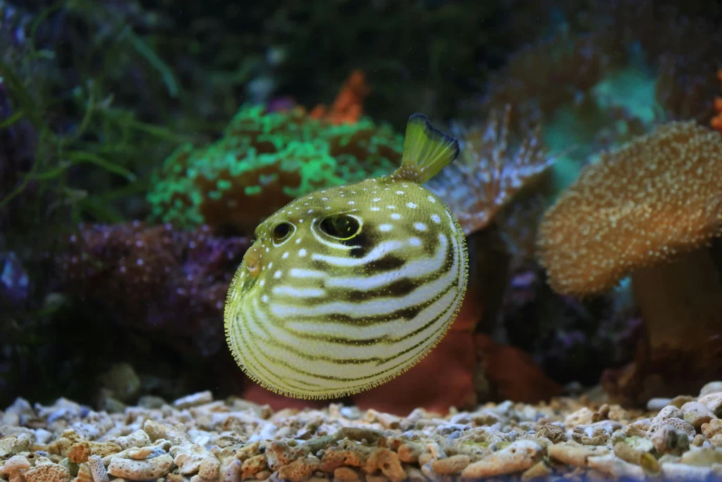 Maintain healthy oceans
